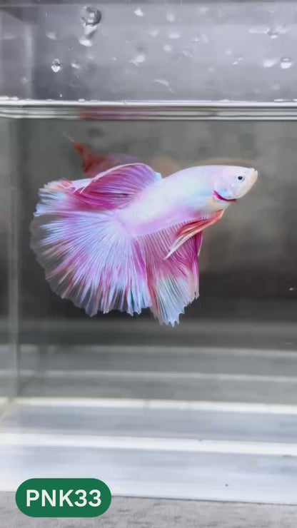 Pink Halfmoon Male Betta Fish | You Pick Fish | Order Directly From Farm