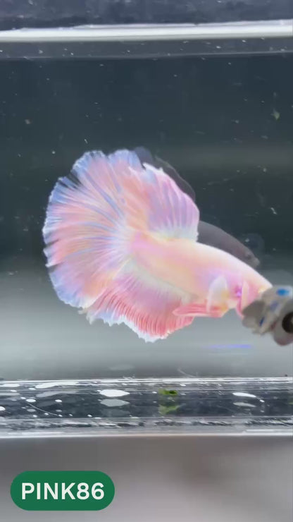 Pink Halfmoon Male Betta Fish | You Pick Fish | Order Directly From Farm