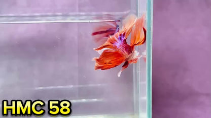 Multicolor Halfmoon Male Betta Fish | Order Directly From Farm | You Pick Fish