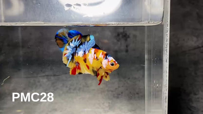 Multicolor Plakat Male Betta Fish |Show Grade|  You Pick Fish