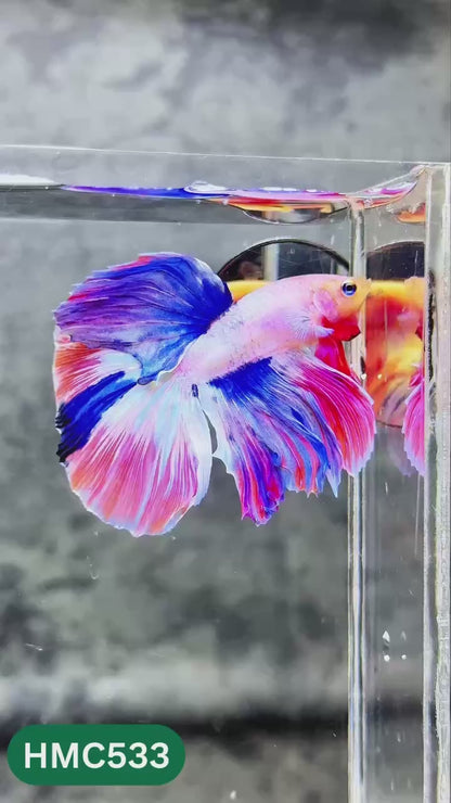 Nemo Halfmoon Male Betta Fish | Order Directly From Farm | You Pick Fish