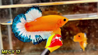 Yellow Fancy Male Betta Fish | Order Directly From Farm | You Pick Fish
