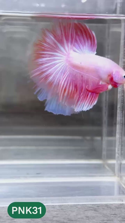 Pink Halfmoon Male Betta Fish | You Pick Fish | Order Directly From Farm