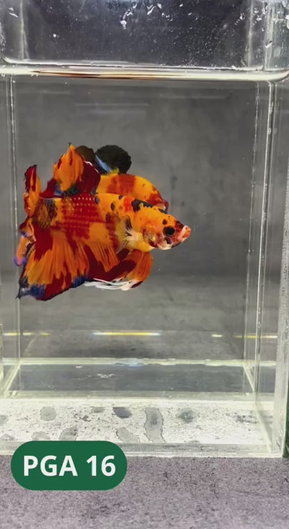 King Giant Plakat Male Betta Fish | You Pick Fish | High Grade