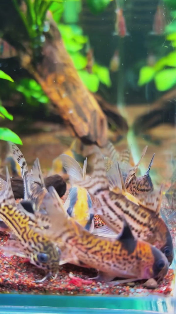 Mix Corydoras 3 — Swimming Video