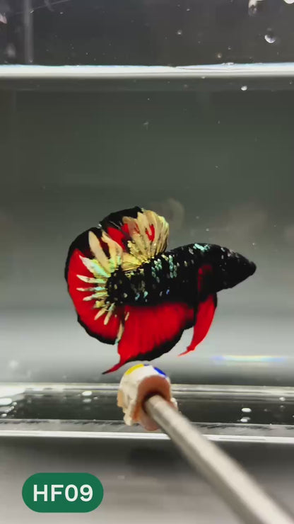 Dark Flame Hellfire Plakat Male Betta Fish | You Pick Fish | Exotic Betta