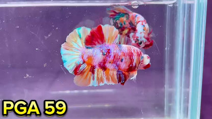 King Giant Plakat Male Betta Fish | You Pick Fish | High Grade