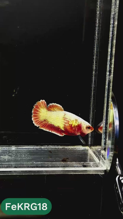 Koi Red Gold Female Betta Fish | You Pick Fish | High Grade