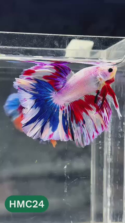 Multicolor Halfmoon Male Betta Fish | Order Directly From Farm | You Pick Fish