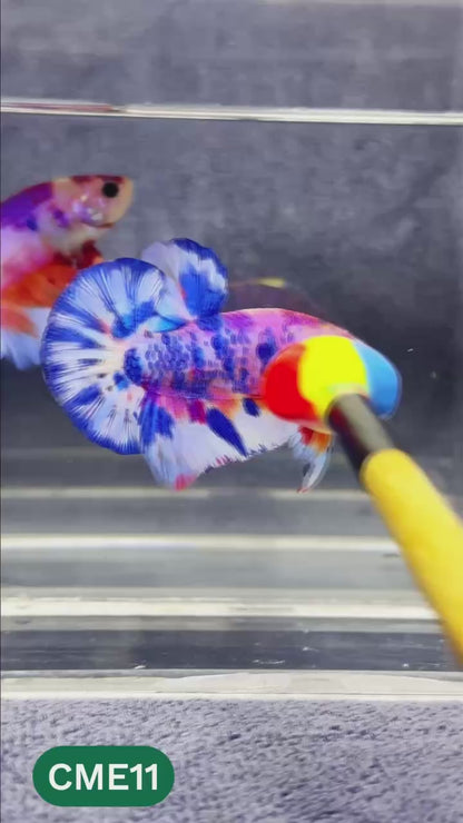 Multicolor Metallic Plakat Male Betta Fish | You Pick Fish | Exclusive Grade