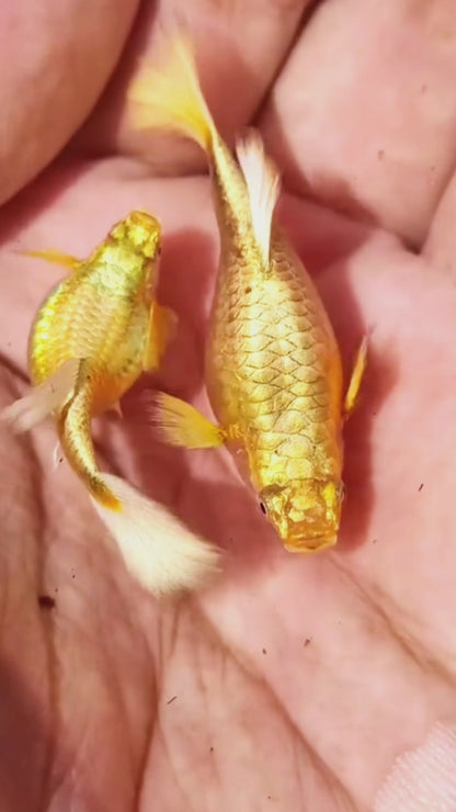 Full Gold 24k Short Body Guppy Fish
