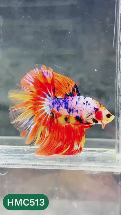 Nemo Halfmoon Male Betta Fish | Order Directly From Farm | You Pick Fish