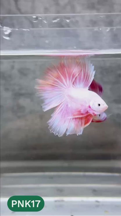 Pink Halfmoon Male Betta Fish | You Pick Fish | Order Directly From Farm