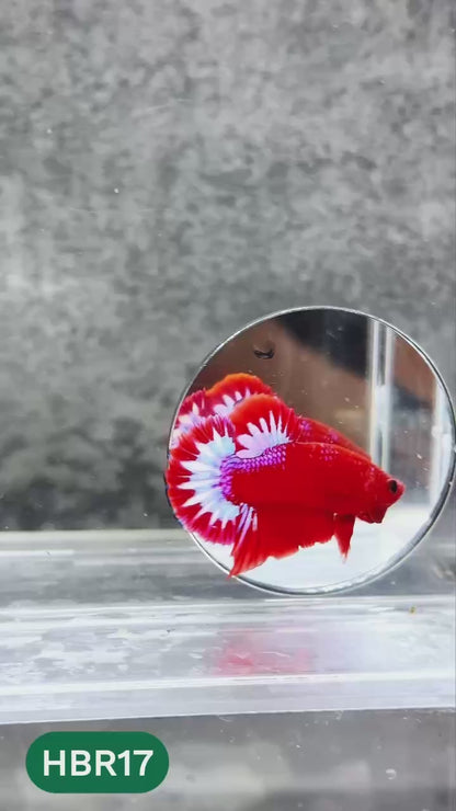 Hellboy Plakat Male Betta Fish | Order Directly From Farm | You Pick Fish