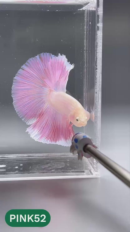 Pink Halfmoon Male Betta Fish | You Pick Fish | Order Directly From Farm