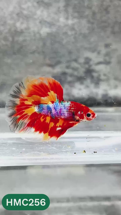 Multicolor Halfmoon Male Betta Fish | Order Directly From Farm | You Pick Fish