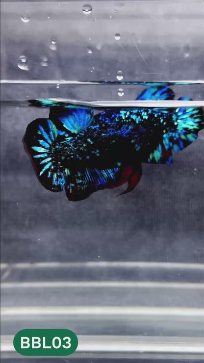 Black Star Nebula Plakat Male Betta | You Pick Betta | High Grade