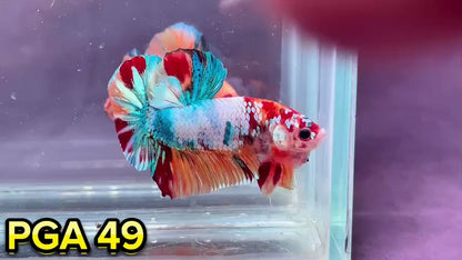 King Giant Plakat Male Betta Fish | You Pick Fish | High Grade