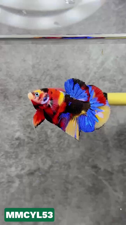 Multicolor Yellow Base Plakat Male Betta Fish | Order Directly From Farm|  You Pick Fish