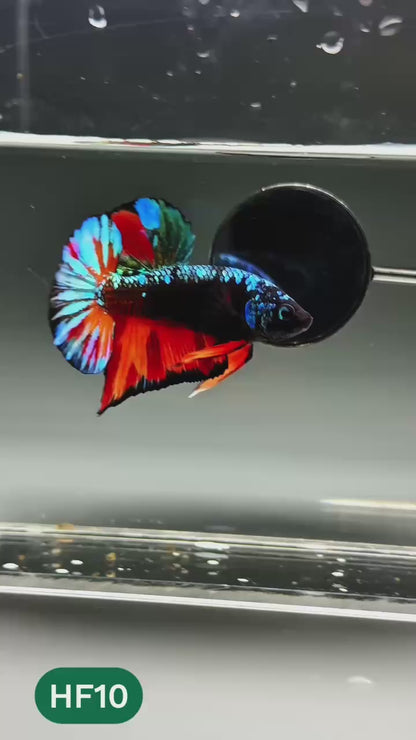 Dark Flame Hellfire Plakat Male Betta Fish | You Pick Fish | Exotic Betta
