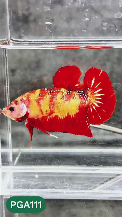 King Giant Plakat Male Betta Fish | You Pick Fish | High Grade