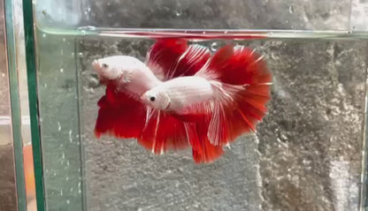 Red Dragon Halfmoon Male Betta Fish