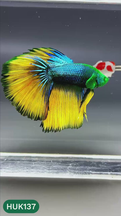 Black Hulk Halfmoon Male Betta Fish | You Pick Fish