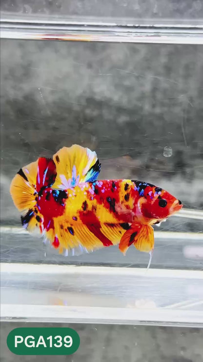 King Giant Plakat Male Betta Fish | You Pick Fish | High Grade