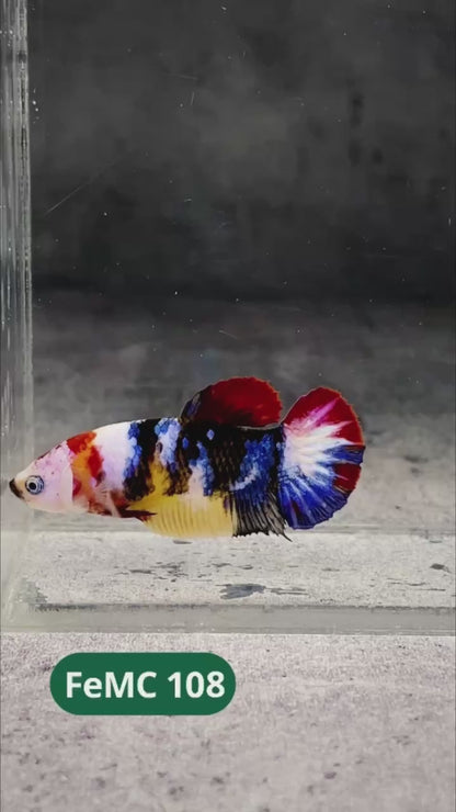 Multicolor Female Betta Fish | You Pick Fish | High Grade