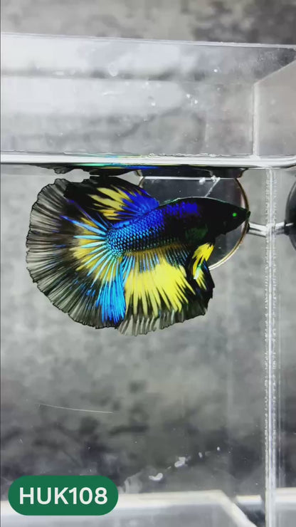 Black Hulk Halfmoon Male Betta Fish | You Pick Fish