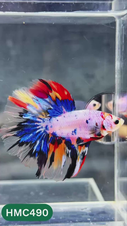 Multicolor Halfmoon Male Betta Fish | High Grade | Order Directly From Farm |  You Pick Fish |