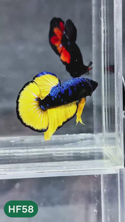 Dark Flame Hellfire Plakat Male Betta Fish | You Pick Fish | Exotic Betta