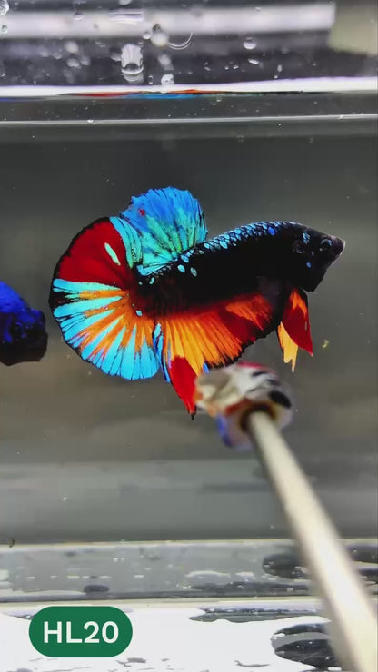 Dark Flame Hellfire Plakat Male Betta Fish | You Pick Fish | Exotic Betta
