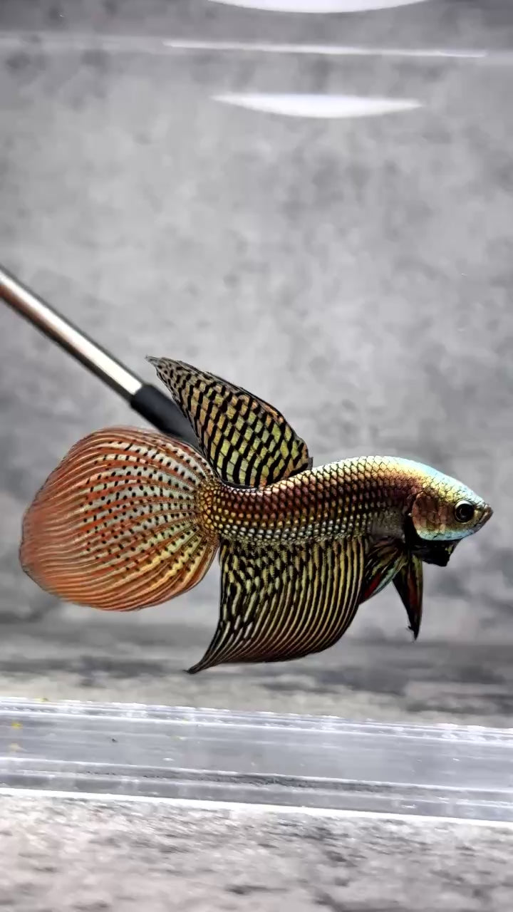Copper Spade Tail Wild Betta Splendens Male