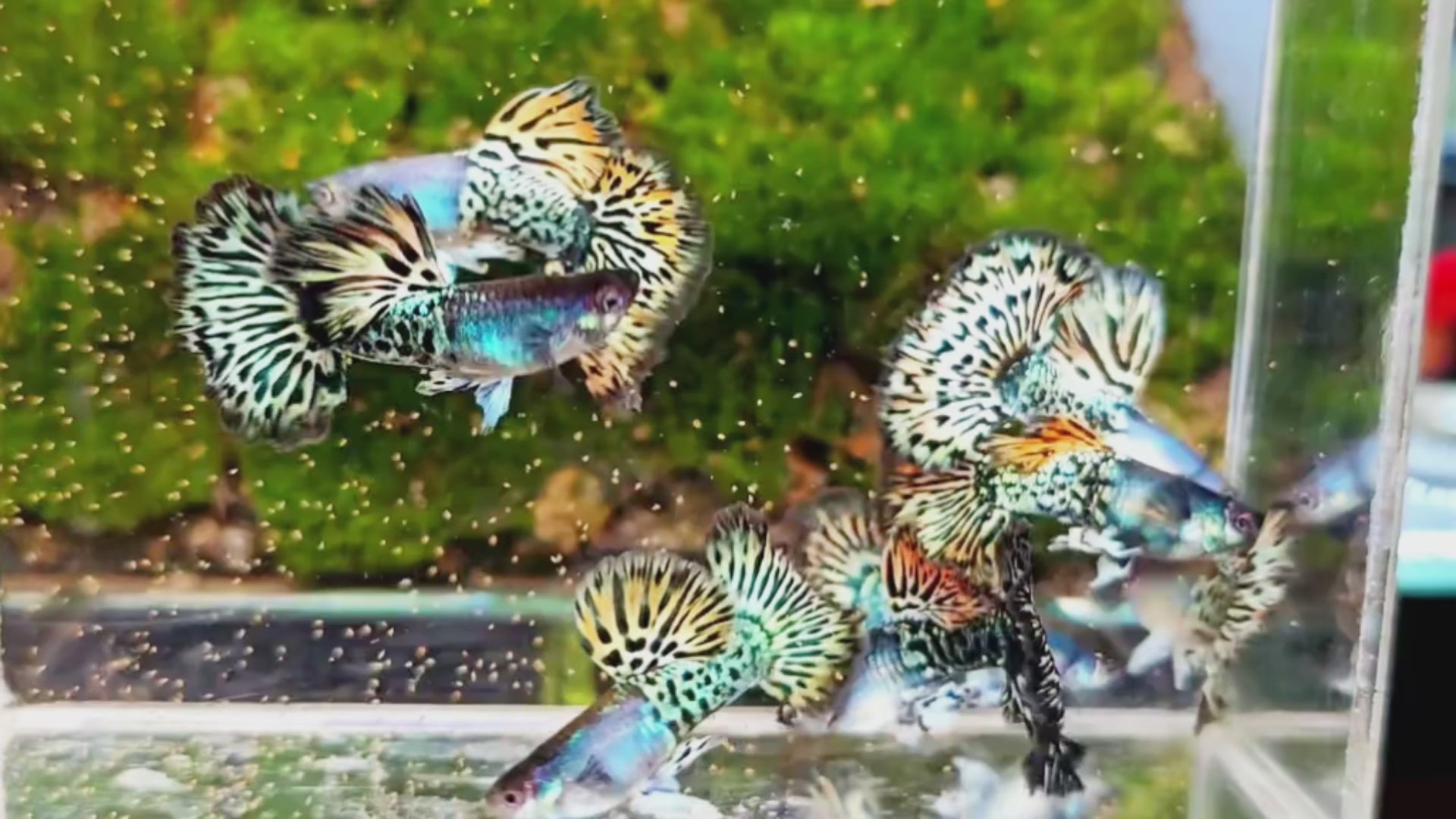 Yellow Dragon Guppy Fish