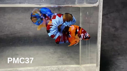 Multicolor Plakat Male Betta Fish |Show Grade|  You Pick Fish