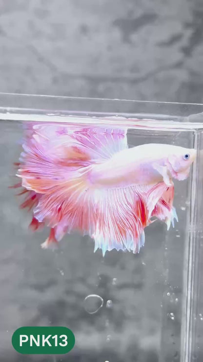 Pink Halfmoon Male Betta Fish | You Pick Fish | Order Directly From Farm