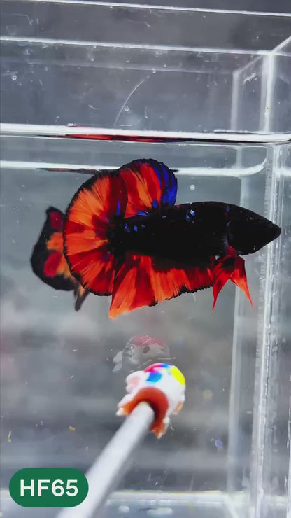Dark Flame Hellfire Plakat Male Betta Fish | You Pick Fish | Exotic Betta