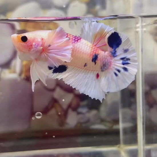 Dumbo Koi Plakat Male Betta Fish