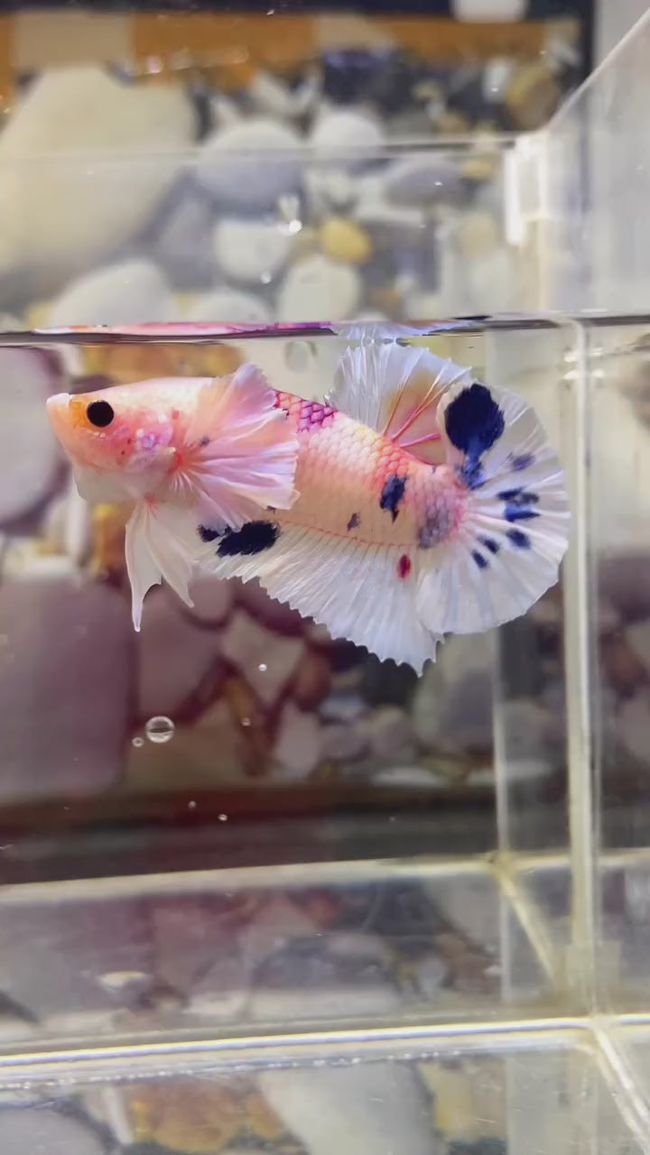 Dumbo Koi Plakat Male Betta Fish