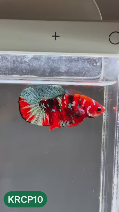 Koi Red Copper Plakat Male Betta Fish | You Pick Fish