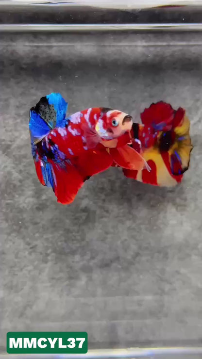 Multicolor Yellow Base Plakat Male Betta Fish | Order Directly From Farm|  You Pick Fish
