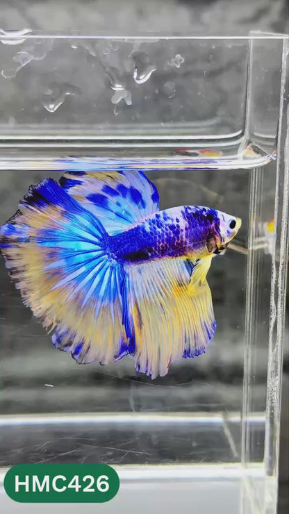 Multicolor Halfmoon Male Betta Fish | Order Directly From Farm | You Pick Fish