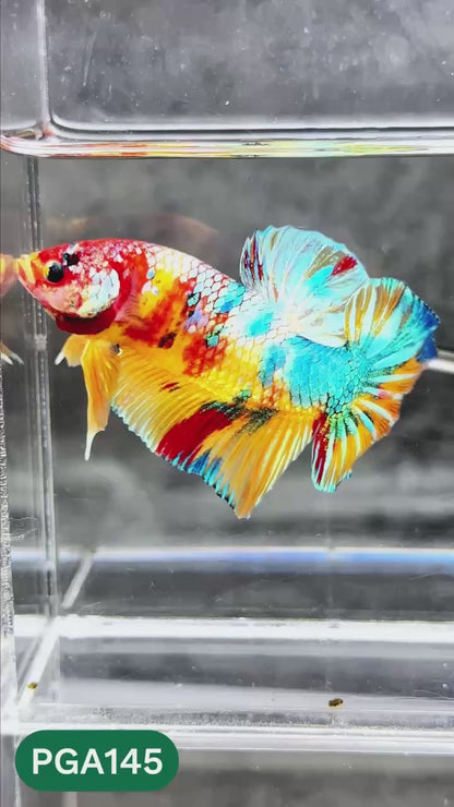 King Giant Plakat Male Betta Fish | You Pick Fish | High Grade