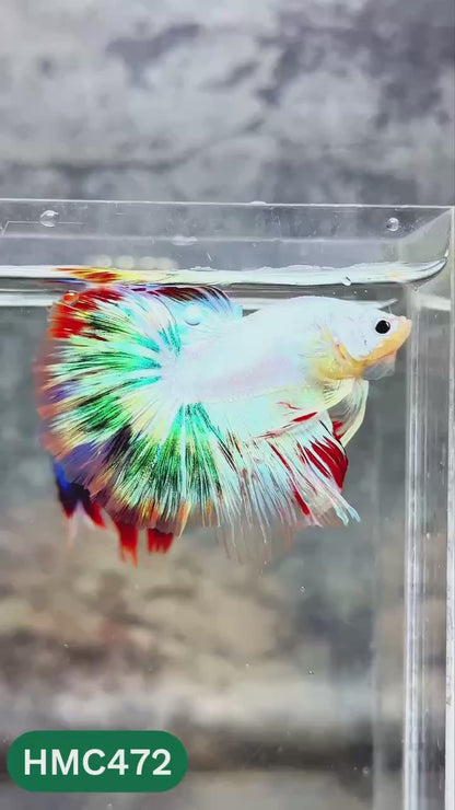 Multicolor Halfmoon Male Betta Fish | High Grade | Order Directly From Farm |  You Pick Fish |