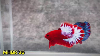Hellboy Plakat Male Betta Fish | Order Directly From Farm | You Pick Fish