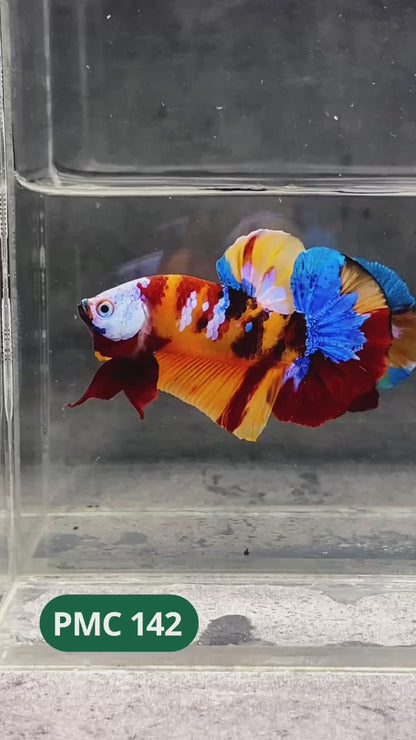 Multicolor Plakat Male Betta Fish |Show Grade|  You Pick Fish