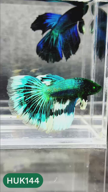 Black Hulk Halfmoon Male Betta Fish | You Pick Fish