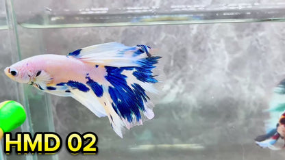 Blue Marble Dot Halfmoon Male Betta Fish | Order Directly From Farm | You Pick Fish