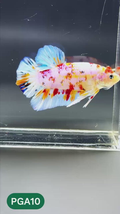 King Giant Plakat Male Betta Fish | You Pick Fish | High Grade